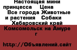Настоящая мини принцесса  › Цена ­ 25 000 - Все города Животные и растения » Собаки   . Хабаровский край,Комсомольск-на-Амуре г.
